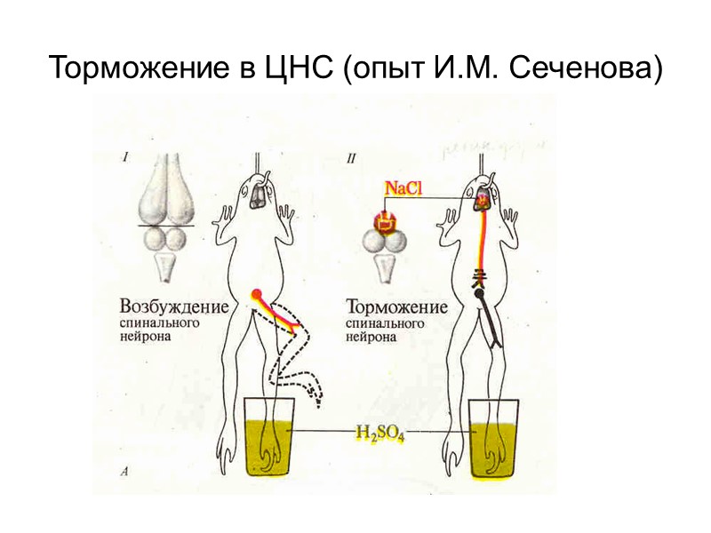 Торможение в ЦНС (опыт И.М. Сеченова)